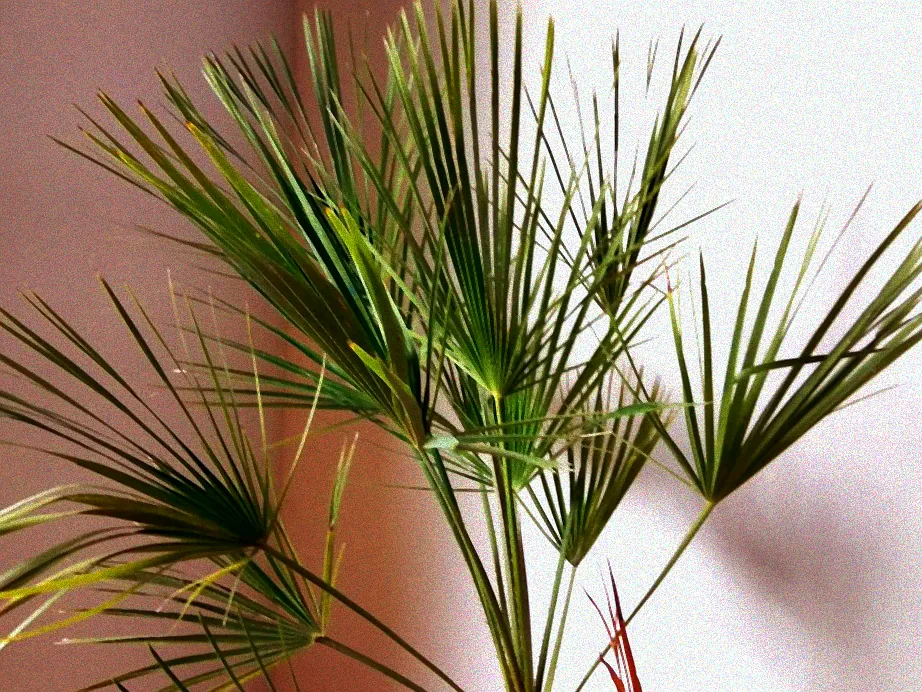 Winterharte Palme im Gartenbeet