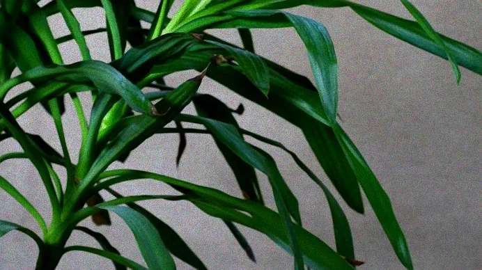 Palme mit Winterschutz im Garten