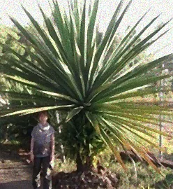 Winterharte Palme im verschneiten Garten