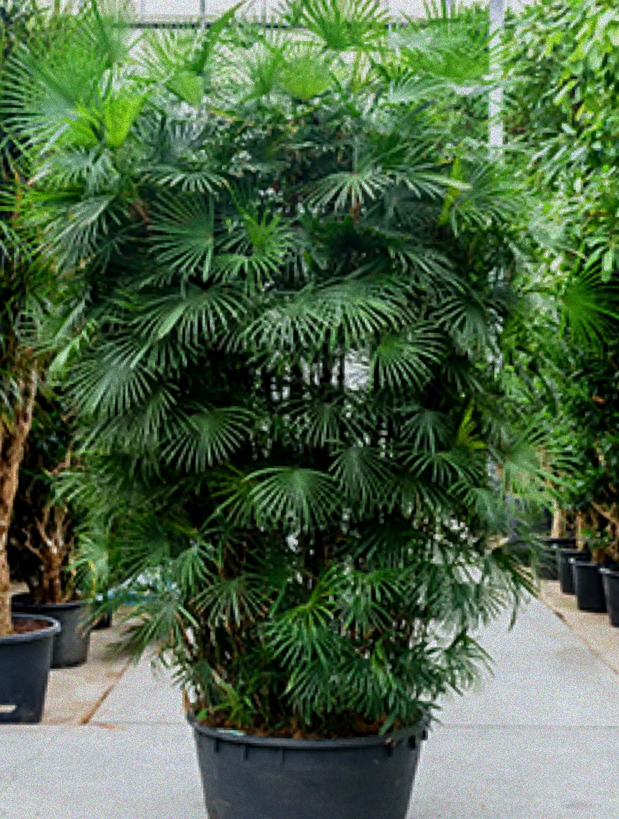 Pflanzen einer winterfesten Palme