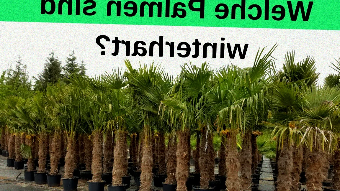 Palme im winterlichen Garten