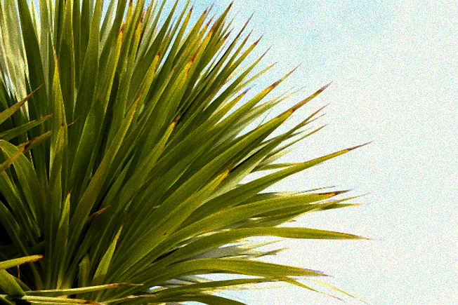 Winterharte Palme im Gartencenter