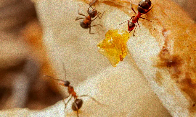 Zitronenschale gegen Ameisen