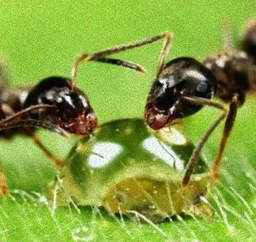 Ameisenfallen in der Küche