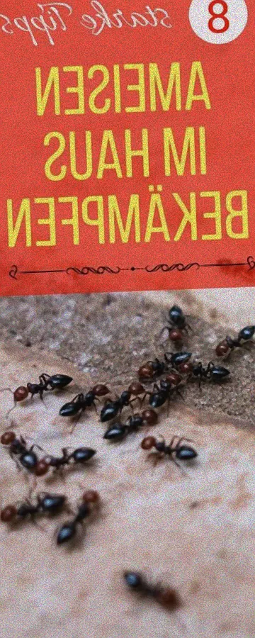 Spraydose gegen Ameisen