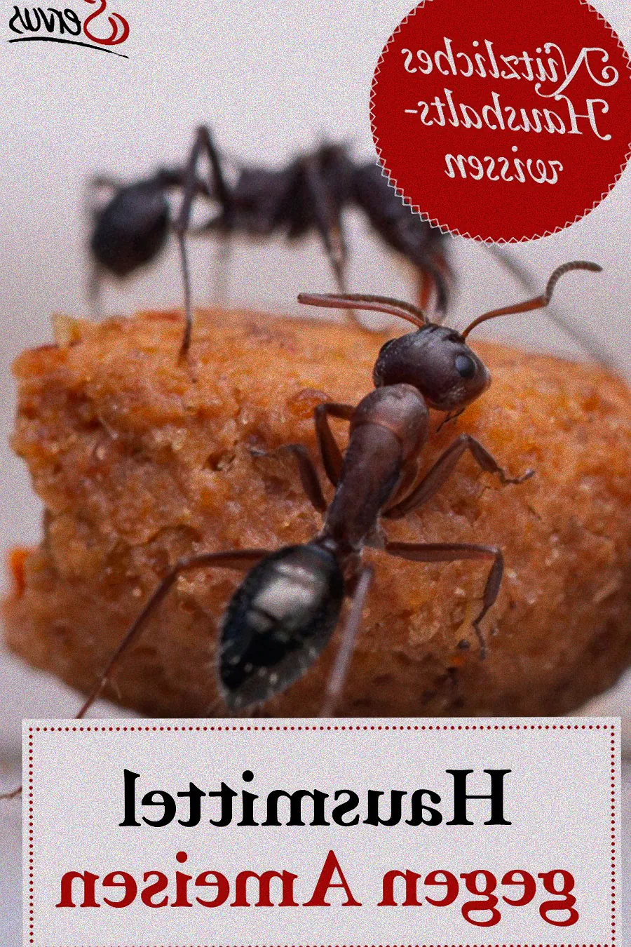 Kräuter gegen Ameisen