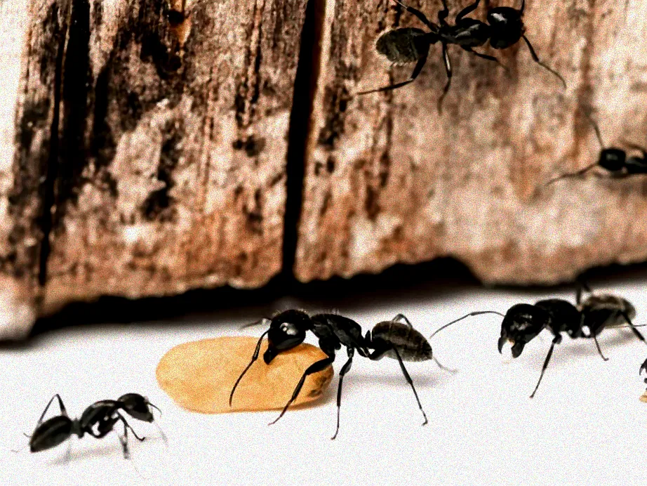 Ameisen auf einem Zuckerhaufen