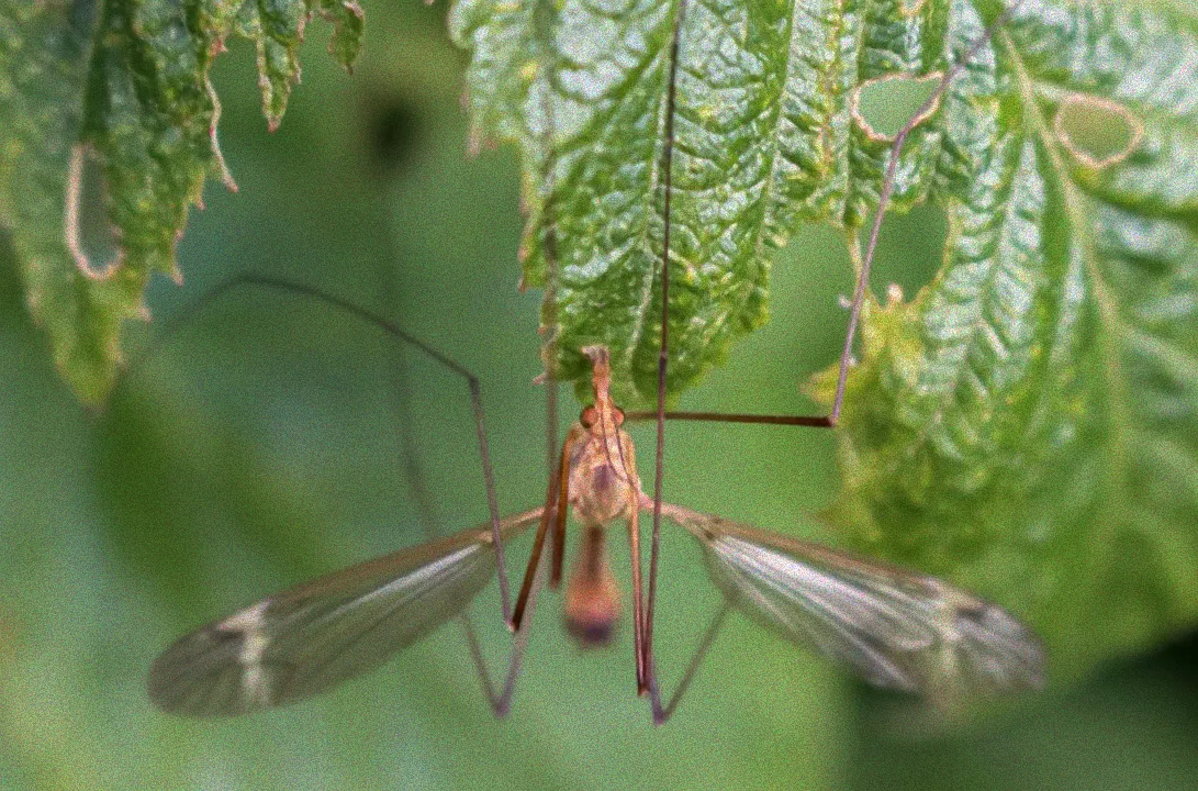 Vielfältige Insekten am Hotel