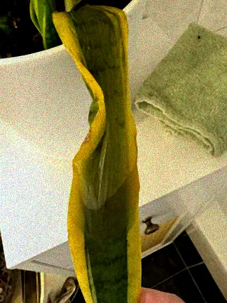 Nasses Zauberglöckchen mit welken Blättern