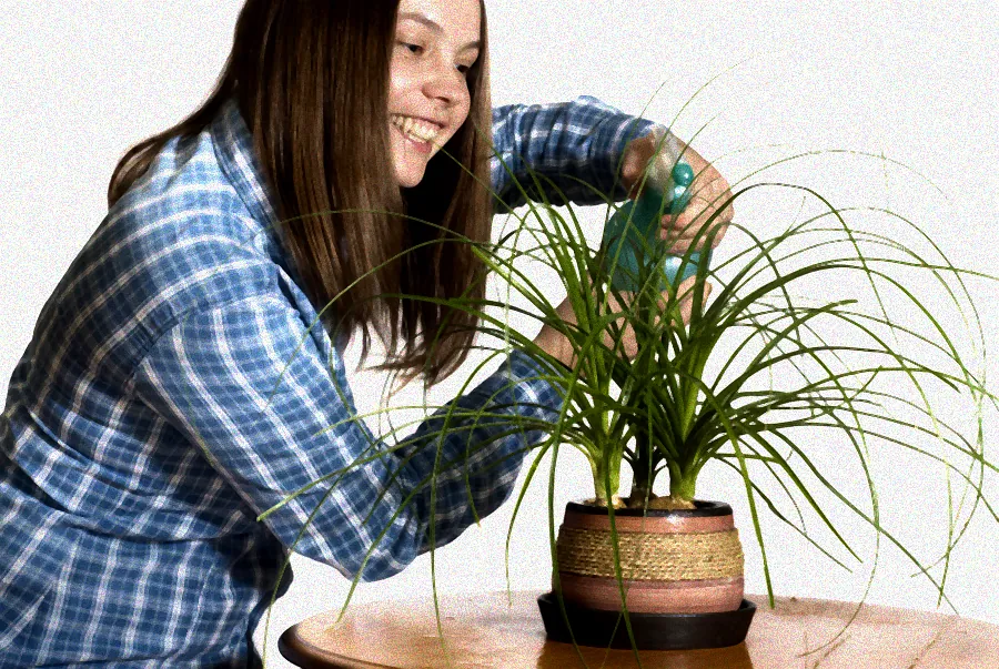 Zauberglöckchen mit fauligen Wurzeln