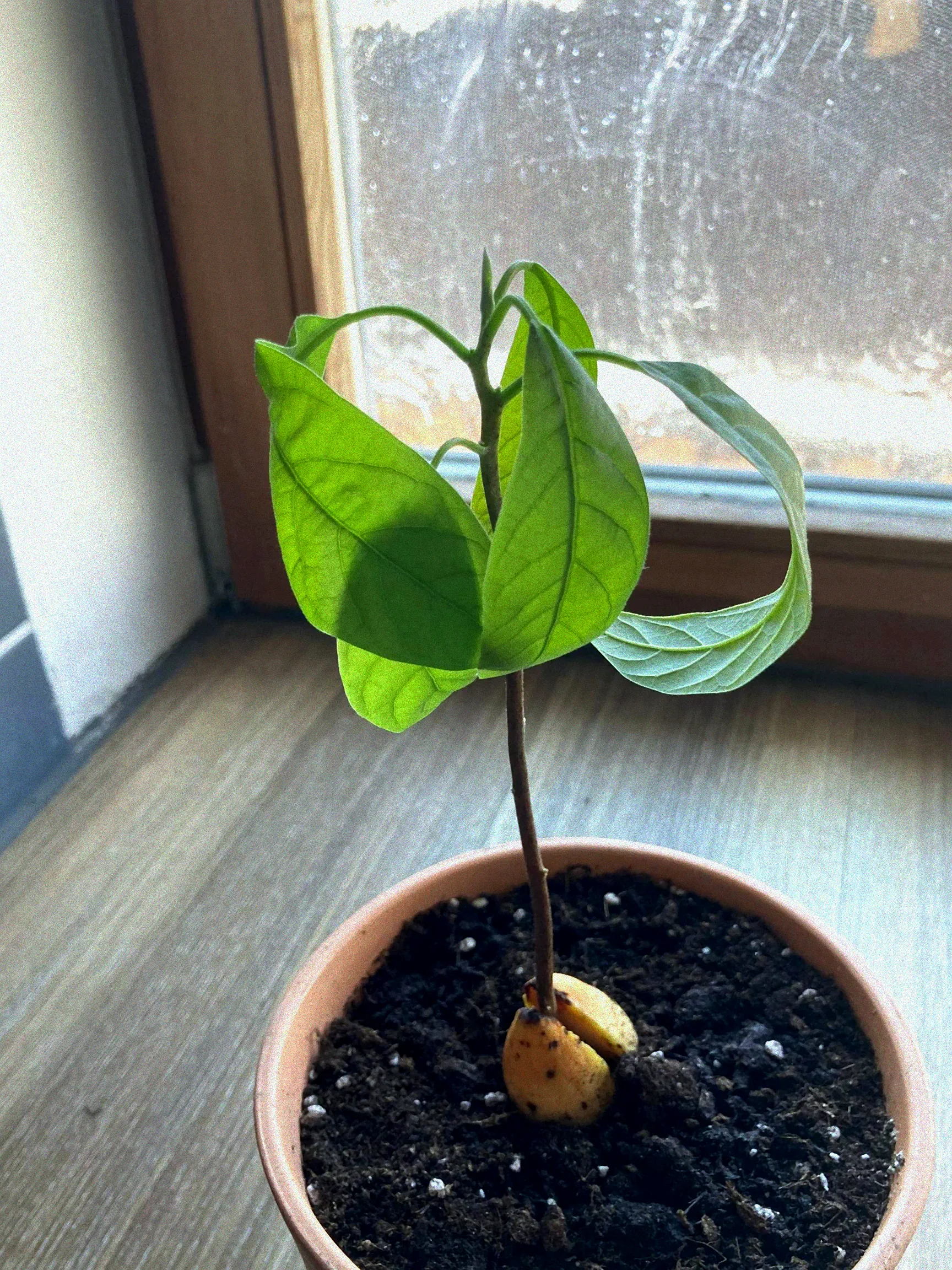 Gießkanne neben Zauberglöckchen