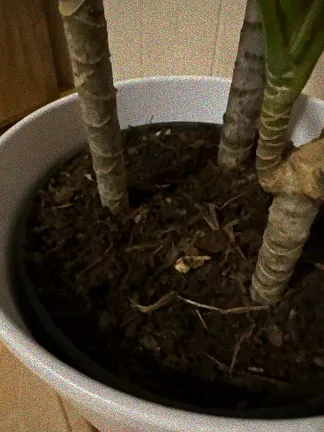 Gesundes Zauberglöckchen in Blüte