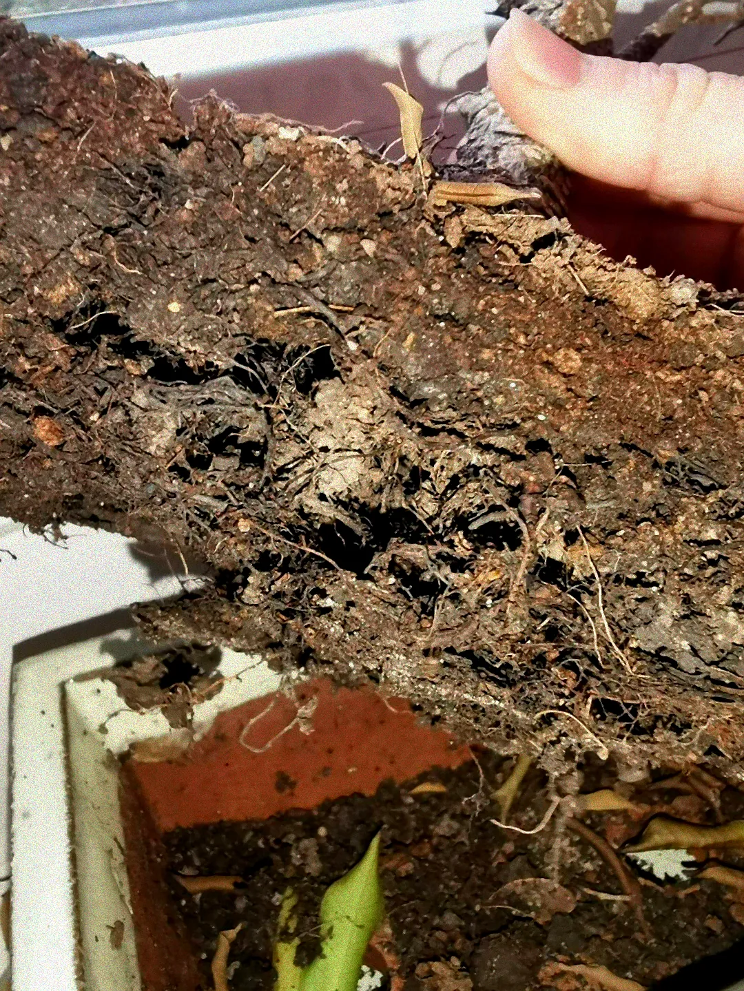 Rettung eines übergossenen Zauberglöckchens