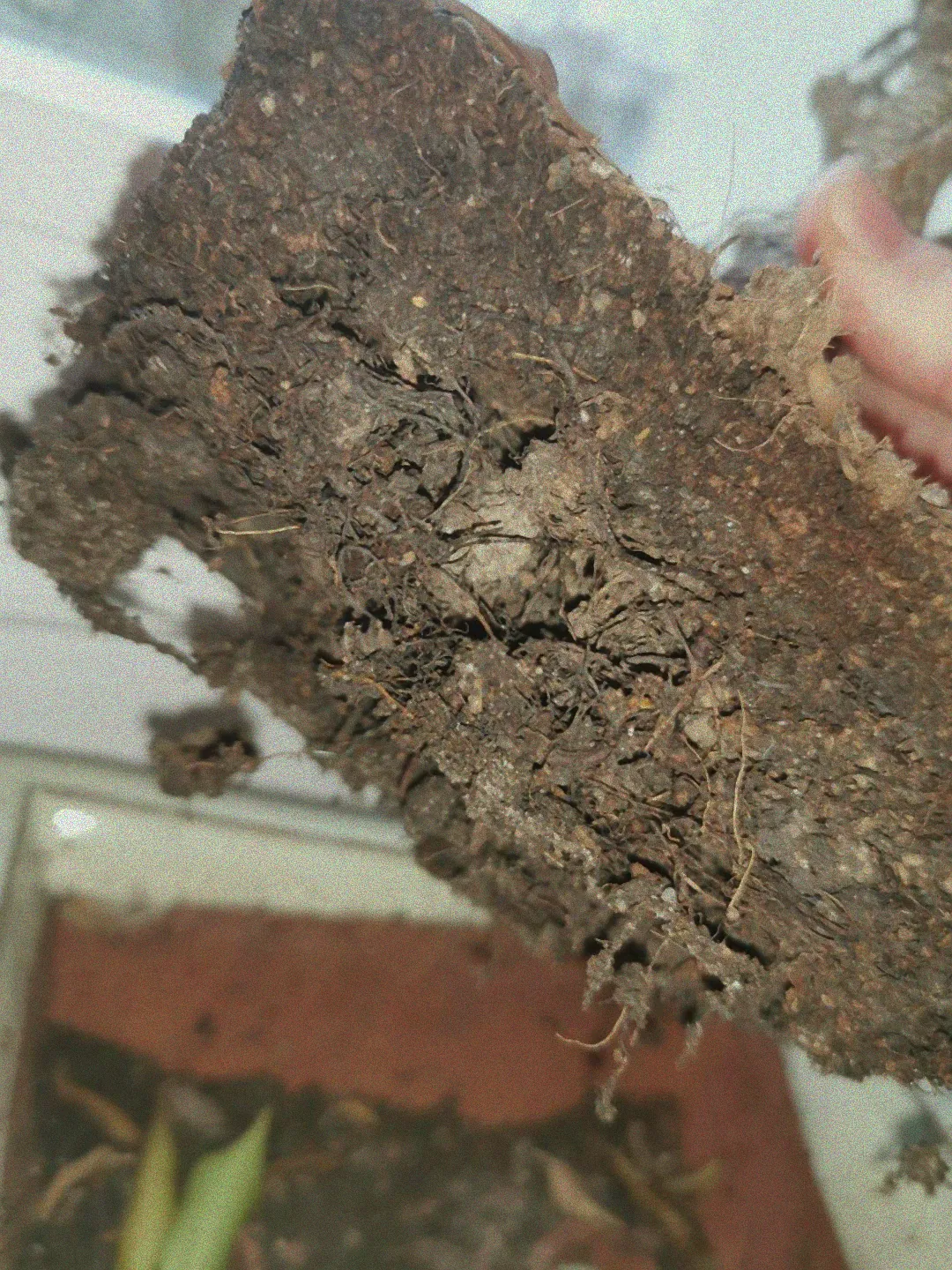 Feuchte Erde im Zauberglöckchen-Topf