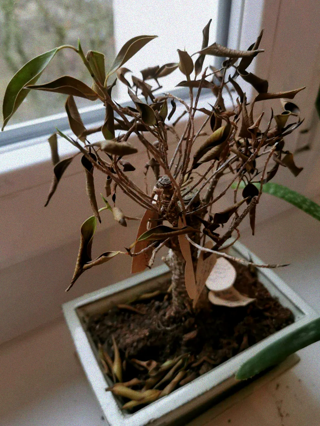 Zauberglöckchen mit gelben Blättern