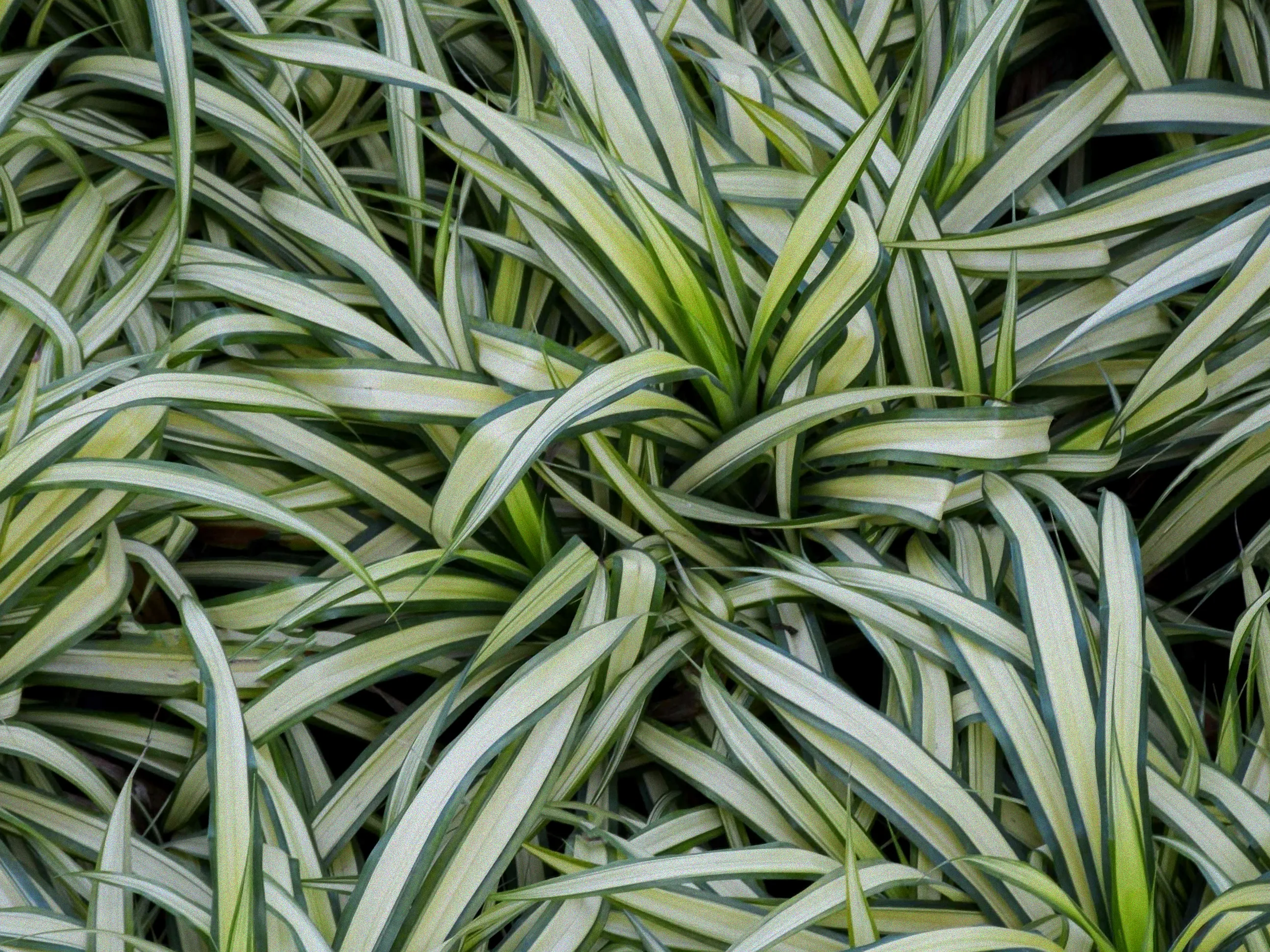 zauberglöckchen zu viel gegossen
